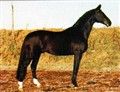 Horse_Bellini_817-_2big.jpg