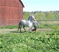 betäckning 15 maj 003.JPG