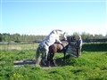 betäckning 15 maj 008.JPG
